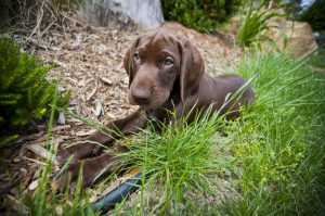 Lying luppy, german pinter