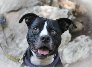 One Veteran's Life Saving Service Dog Tara