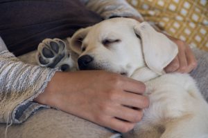 Sleeping dog puppy is tired and dreams