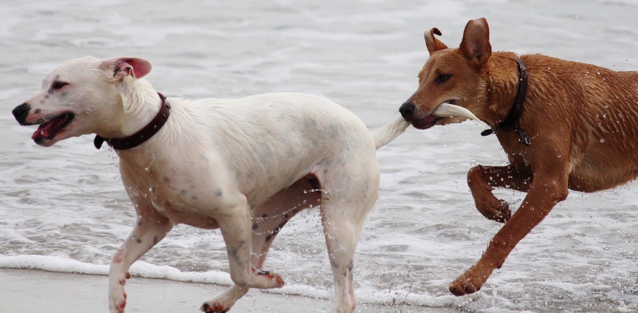 Hundar som springer på stranden
