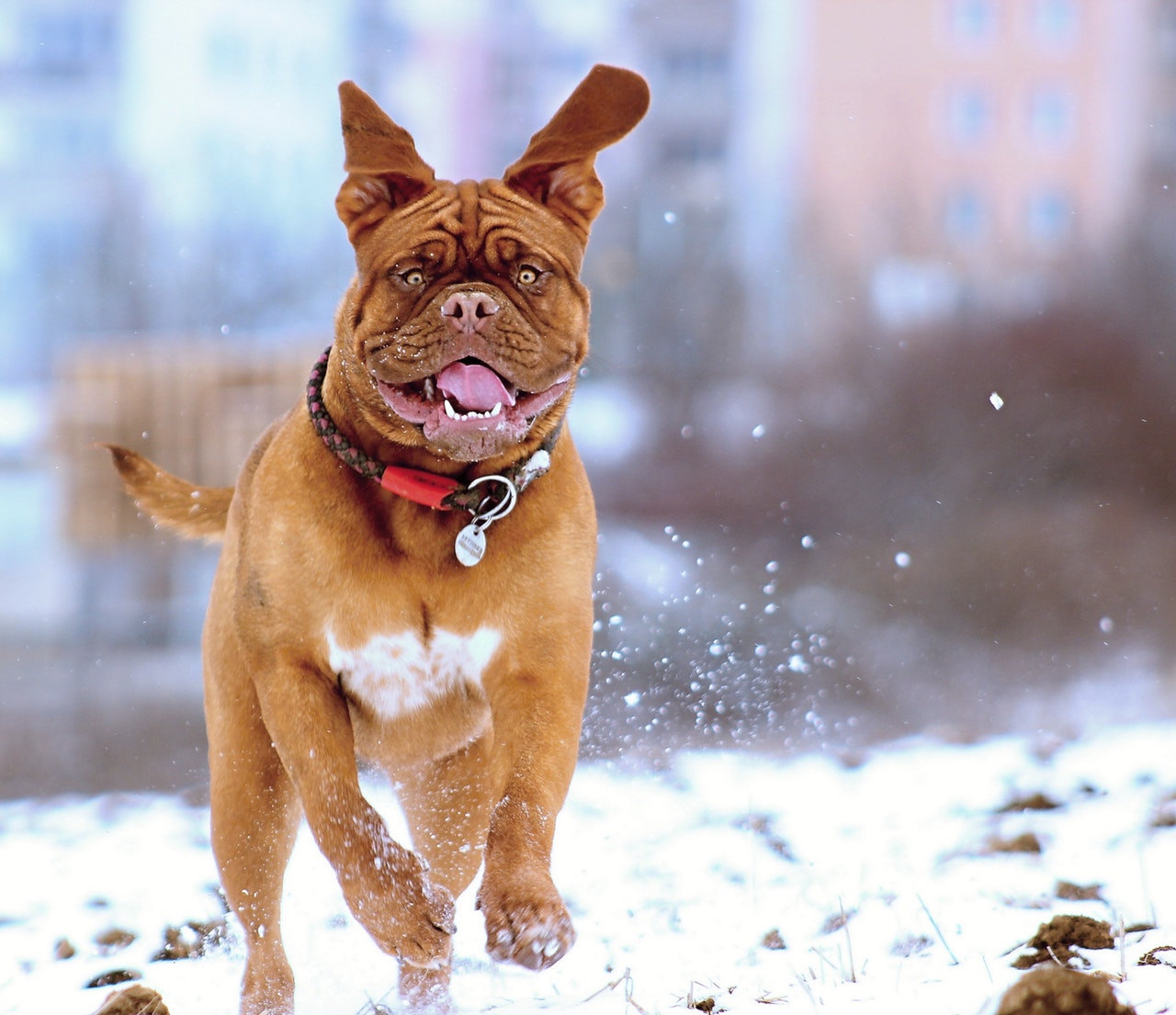Glad hund i snön